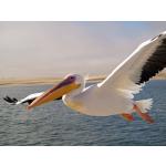 Pelikan Walvis Bay